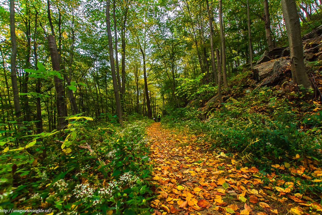 Red Trail Going Back